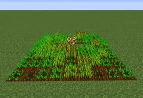 我的世界​种植技巧 如何快速种植小麦